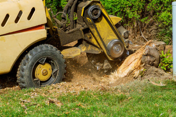  St Francis, MN Tree Care Services Pros